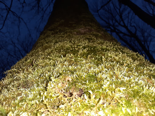 Park «Lewis Park», reviews and photos, 1120 15th Ave S, Seattle, WA 98144, USA