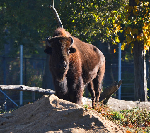 Zoo «Lords Park Zoo», reviews and photos, 325 Hiawatha Dr, Elgin, IL 60120, USA