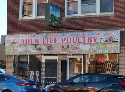 Aden Live Poultry