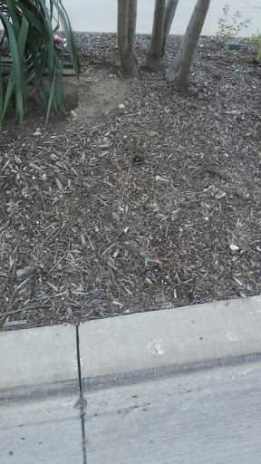 Florist «Bow Wood Florist & Gifts», reviews and photos, 100 N McGraw St, Forney, TX 75126, USA