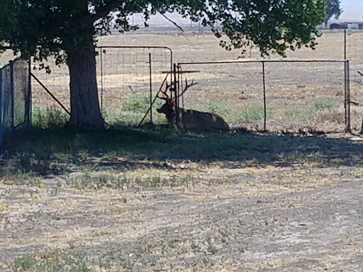 Nature Preserve «Tule Elk Reserve State Natural Reserve», reviews and photos, 8653 Station Rd, Buttonwillow, CA 93206, USA