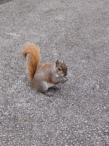 Dog Park «Portage Dog Friendly Area», reviews and photos, 4100 N Long Ave, Chicago, IL 60641, USA