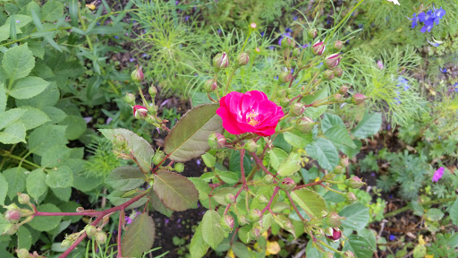 Towing Service «Abel Towing Wrecker & Auto Service», reviews and photos, 1717 Belvidere St, Waukegan, IL 60085, USA