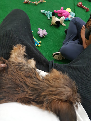 Pet Store «AA Ridgewood Kennels II», reviews and photos, 5401 Lincoln Hwy, Gap, PA 17527, USA