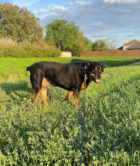 Briana’s Pet Sitting - Photo 4 - Car repair in , Galveston