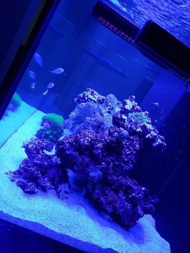 Tropical Fish Store «Pass Road Pet Center (Just Fish)», reviews and photos, 1939 Pass Rd, Biloxi, MS 39531, USA