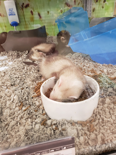 Pet Supply Store «Petco Animal Supplies», reviews and photos, 86 Storrs Rd, Mansfield Center, CT 06250, USA