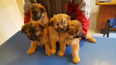 CLINIQUE VETERINAIRE DES PORTES DE BRETAGNE à Vitré