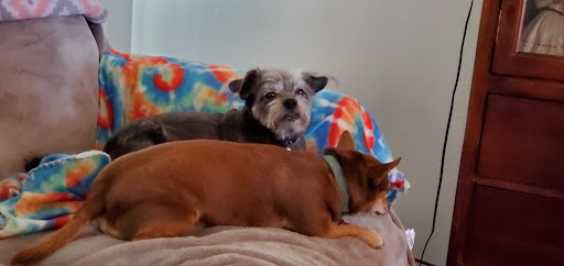 Pet Groomer «Aspen Grooming & Pet Supply», reviews and photos, 2403 Santa Fe Dr # 6, Pueblo, CO 81006, USA