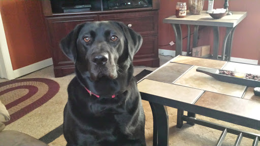 Public Golf Course «Neshaminy Valley Golf Club - OPEN to PUBLIC», reviews and photos, 440 Almshouse Rd, Richboro, PA 18954, USA