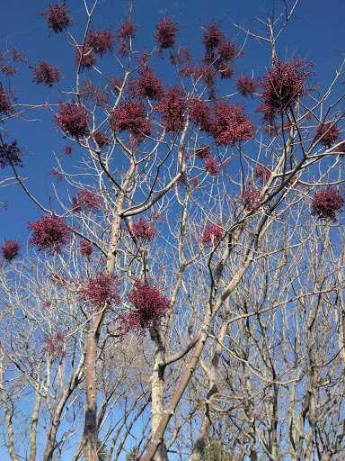 Park «Rainbow Family Park», reviews and photos, 7151 W Oakey Blvd, Las Vegas, NV 89117, USA