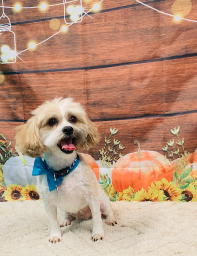 Pampered Paws Stephenville