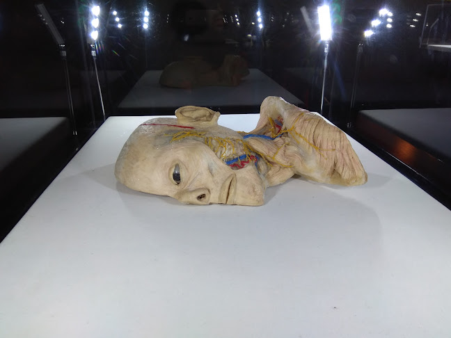Opiniones de Bodies Cuerpos Humanos Reales Exhibición en La Serena - Museo