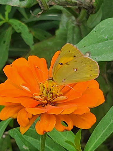 Fruit and Vegetable Store «Henley Farm», reviews and photos, 3513 Charity Neck Rd, Virginia Beach, VA 23456, USA