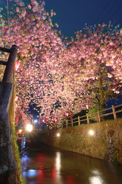中野川の八重桜