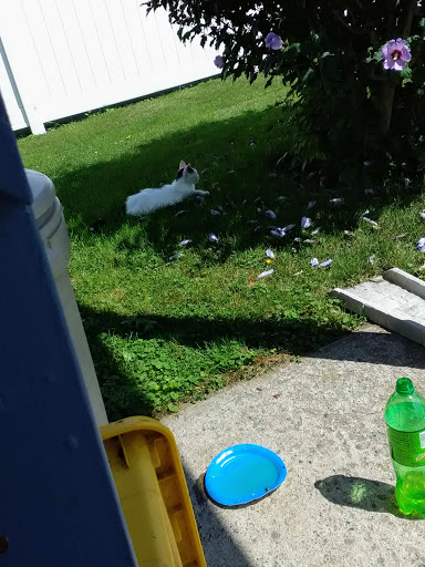 Home Goods Store «Dollar General», reviews and photos, 2649 Main St, Whitney Point, NY 13862, USA