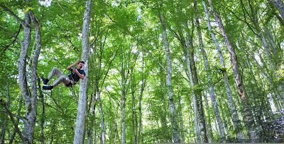 Hêtre en Forez à Chalmazel-Jeansagnière