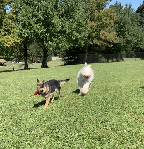 Pet Supply Store «Pet Supplies Plus», reviews and photos, 120 Sara Way, Belle Vernon, PA 15012, USA