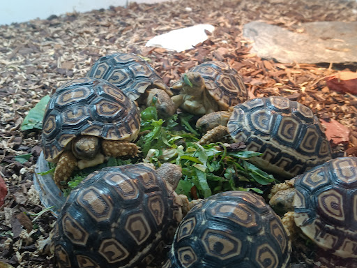 Pet Store «Pet Paradise», reviews and photos, 307 Kellam Rd, Virginia Beach, VA 23462, USA