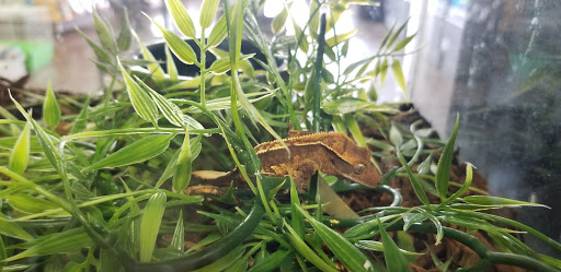 Pet Store «Wildside Pets», reviews and photos, 1042 N Higley Rd #105, Mesa, AZ 85205, USA