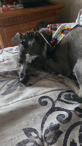 The Yuppy Puppy Pet Parlor