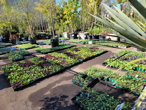 Evergreen Nursery