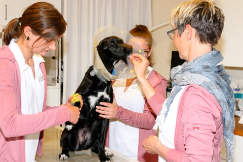 Dr.med.vet. Petra Geisser vet unter Immenstadt, Bayern