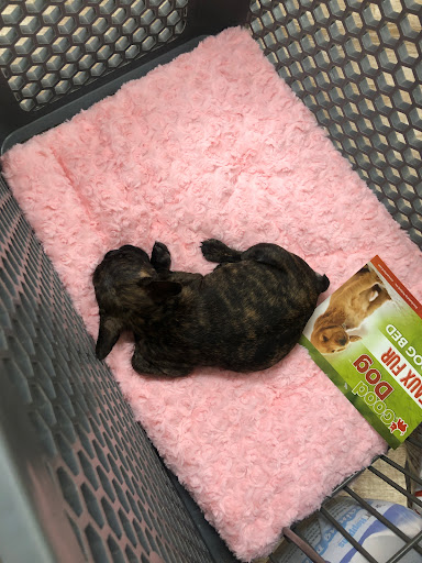 Pet Supply Store «Petland Dallas», reviews and photos, 11909 Preston Rd, Dallas, TX 75230, USA