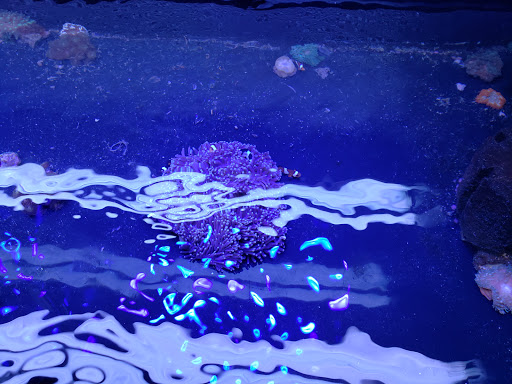 Tropical Fish Store «Reef Life Aquariums», reviews and photos, 5511 US-280 #310, Birmingham, AL 35242, USA