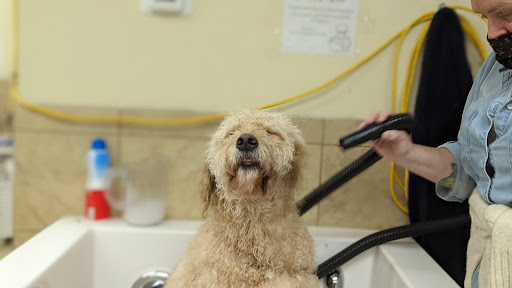 Pet Store «PetSaver Healthy Pet Superstore (Brighton Location)», reviews and photos, 2947 Monroe Ave, Rochester, NY 14618, USA