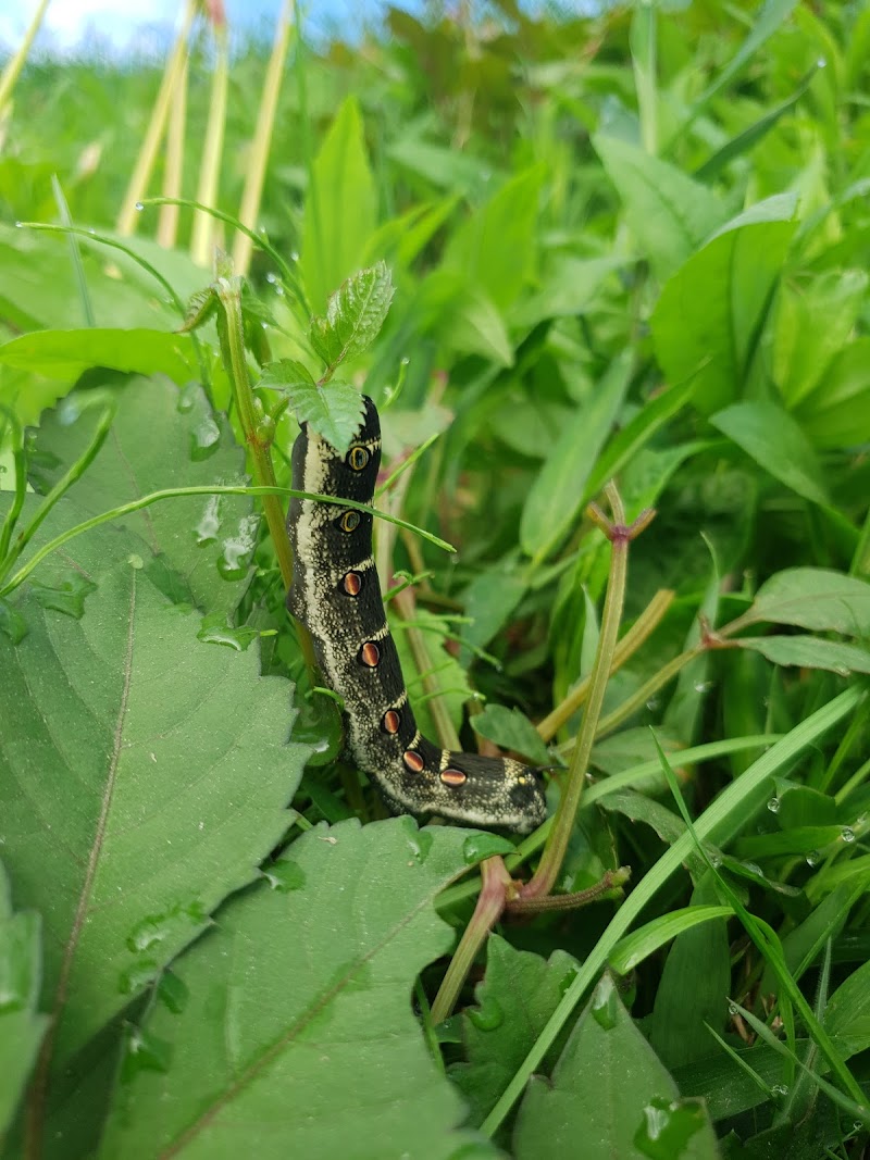 小笠原牧場