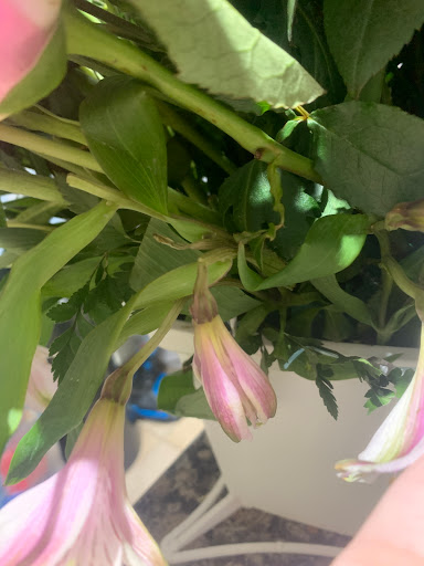 Florist «Floral Concepts», reviews and photos, 11261 Richmond Ave G109, Houston, TX 77082, USA