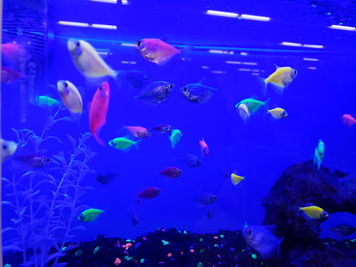 Pet Supply Store «Petco Animal Supplies», reviews and photos, 645 S Green Valley Pkwy, Henderson, NV 89052, USA