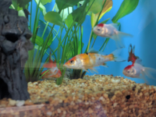 Pet Supply Store «Pet Supermarket», reviews and photos, 268 Grande Heights Dr, Cary, NC 27513, USA