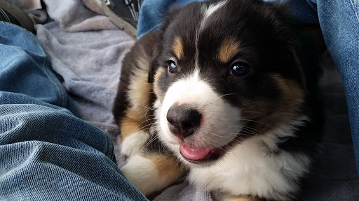 Pet Supply Store «Pet Supplies Plus», reviews and photos, 1377 N 21st St, Newark, OH 43055, USA