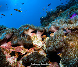 Koh Tao Divers - KTD photo