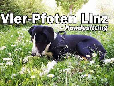 Vier-Pfoten Linz 