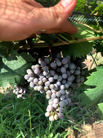 Bodegas y Viñedos Emilca S.A