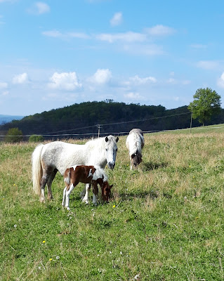 Écuries de Sarget à Sainte-Féréole