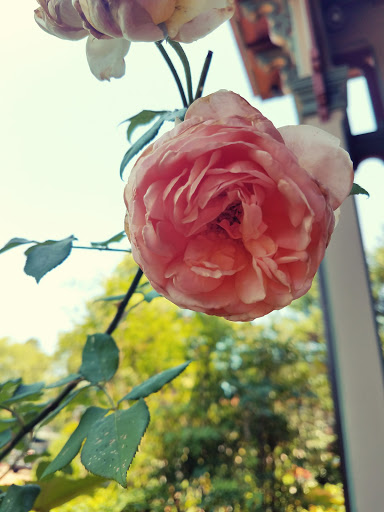 Bed & Breakfast «The Southern Mansion», reviews and photos, 720 Washington St, Cape May, NJ 08204, USA