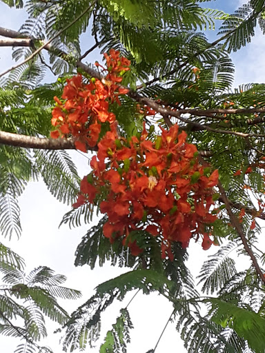 Park «Plantation Central Park», reviews and photos, 9151 NW 2nd St, Plantation, FL 33324, USA