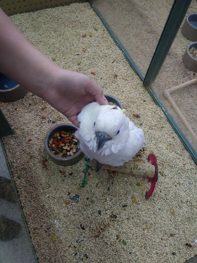 Pet Store «Petland Plano», reviews and photos, 1301 Custer Rd #405, Plano, TX 75075, USA