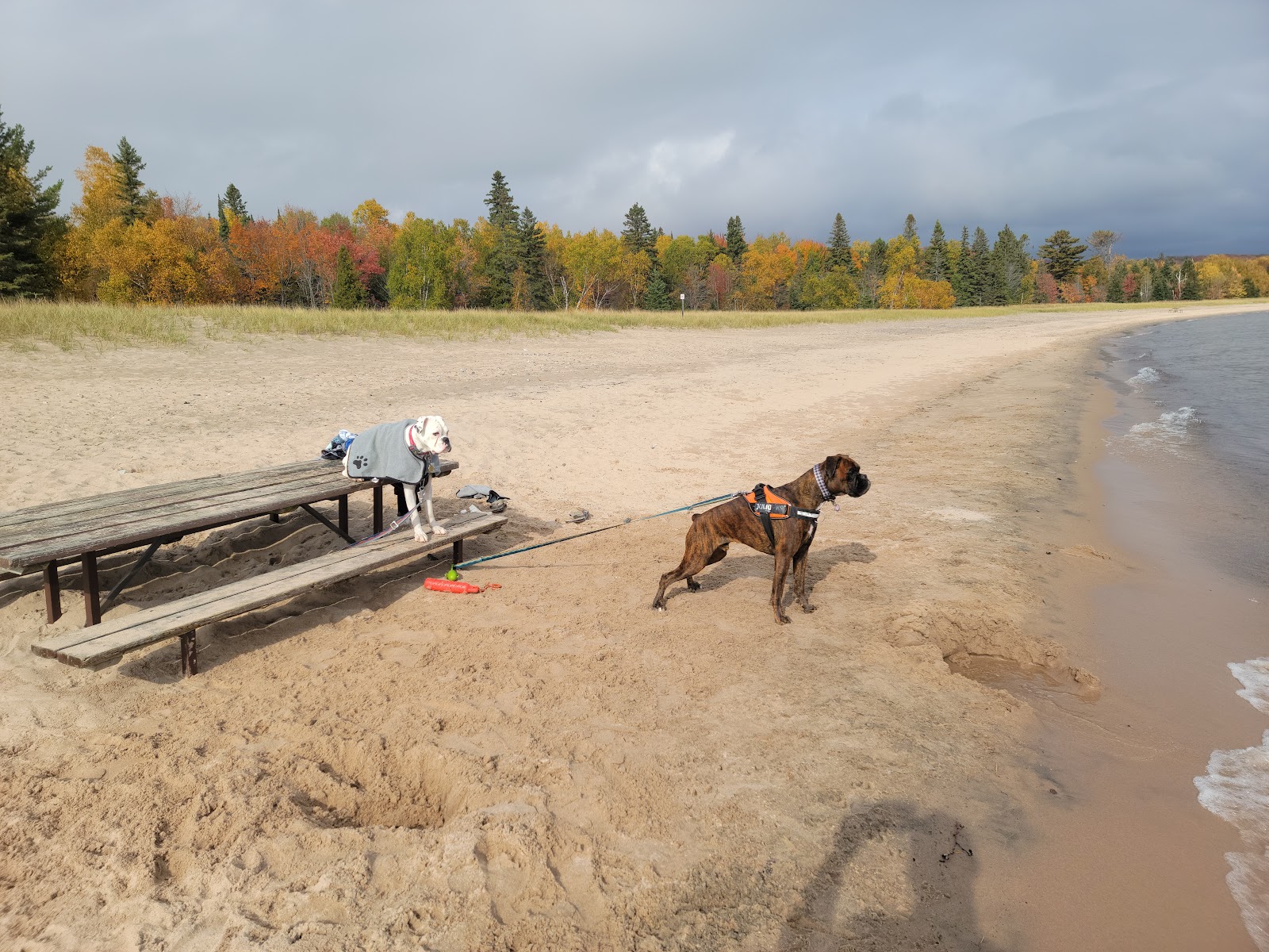 Foto di Pancake Bay - buon posto amico degli animali domestici per le vacanze