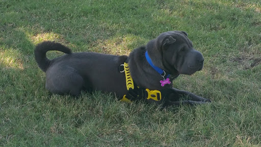 Recreation Center «Rosemeade Recreation Center», reviews and photos, 1330 E Rosemeade Pkwy, Carrollton, TX 75007, USA