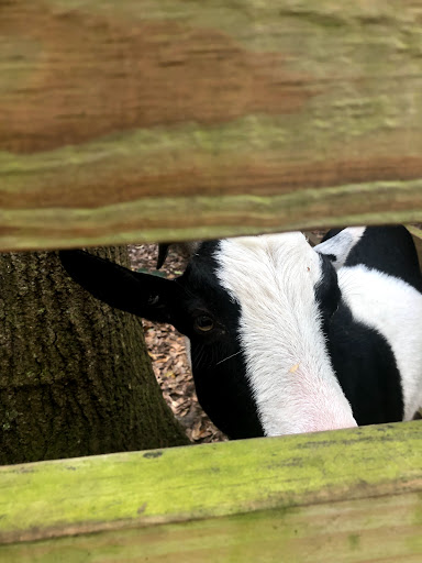 Nature Preserve «Tree Hill Nature Center», reviews and photos, 7152 Lone Star Rd, Jacksonville, FL 32211, USA