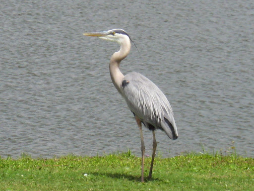 Public Golf Course «Southwinds Golf Course», reviews and photos, 19557 Lyons Rd, Boca Raton, FL 33498, USA