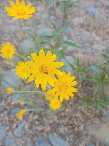 Nature Preserve «Effie Yeaw Nature Center», reviews and photos, 2850 San Lorenzo Way, Carmichael, CA 95608, USA
