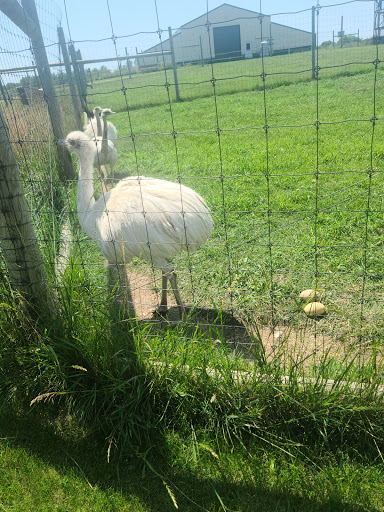 Zoo «Trowbridge Creek Zoo», reviews and photos, 50622 Co Rd 17, Vergas, MN 56587, USA