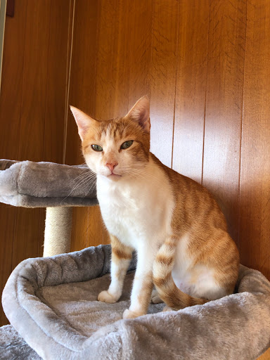 Servicios Veterinarios Sarón en Sarón