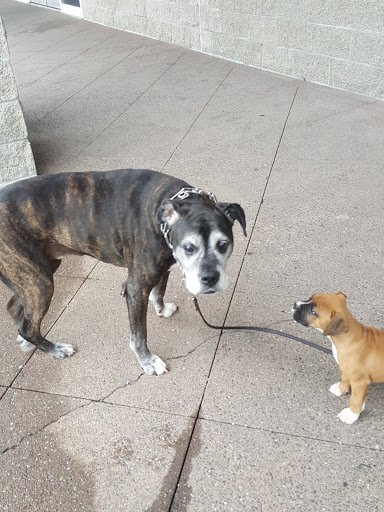 Pet Supply Store «PetSmart», reviews and photos, 1954 Santa Rosa Ave, Santa Rosa, CA 95407, USA